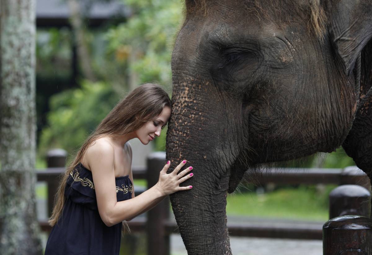 Détails : Elephas, les produits cosmétiques en faveur des éléphants